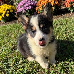 Xander green - Black and tan male Pembroke Welsh Corgi puppy in Sanford, Michigan from Tambali Pembroke Welsh Corgis
