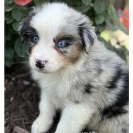 Nile - Blue merle male Australian Shepherd puppy in Bethany, Connecticut from Wynter Thyme Manor Australian shepherds