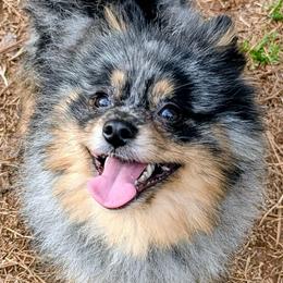 Hutch - Pomeranian