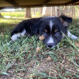 Pembroke Welsh Corgi Puppies from Harris Farms
