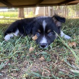 Pembroke Welsh Corgi Puppies from Harris Farms