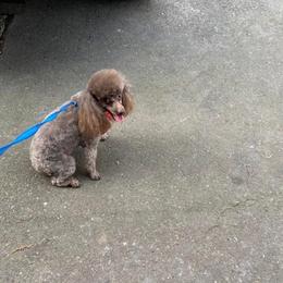 Amour - Poodle