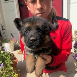 Liberty-Teal collar - Black and red female German Shepherd puppy in Ronan, Montana from Semper Fi K9 Montana