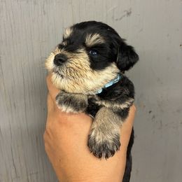 Blue - Black and silver male Miniature Schnauzer puppy in Sparta, North Carolina from New River Miniature Schnauzers and Anatolians
