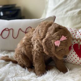 Bernedoodle and Goldendoodle Puppies from Heartfelt GoldenDoodles