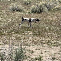 German Shorthaired Pointer All Grown Up from DragonPoint Gun Dogs