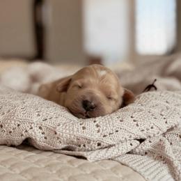 Dolly - Apricot female Goldendoodle puppy in Maricopa, Arizona from Desert Ridge Doodles