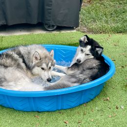 Siberian Husky puppies from A&C Siberian Huskies