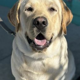 Gunner - Labrador Retriever