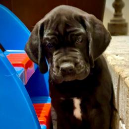 MoonDancer - Black female Great Dane puppy in Woodstock, Georgia from Diamond Danes of Atlanta