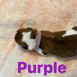 Basset Hound Puppies from Three Boys Bassets