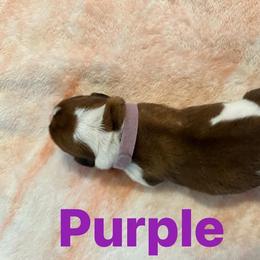 Basset Hound Puppies from Three Boys Bassets