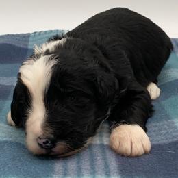 Dice - Black and white male Bernedoodle puppy in Claremont, North Carolina from Magnolia Grove Farms