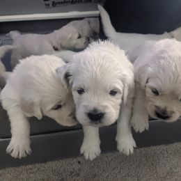 Golden Retriever Puppies from Fox Meadow English Cream Goldens