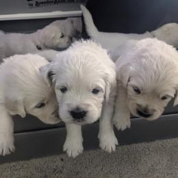 Golden Retriever Puppies from Fox Meadow English Cream Goldens