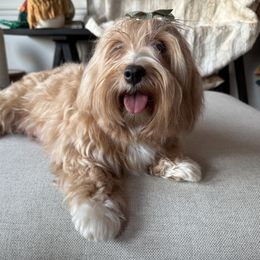 Annie - Havanese