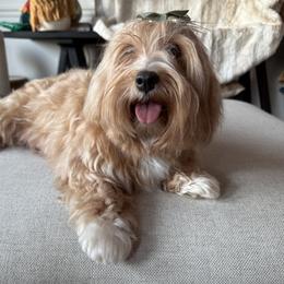 Annie - Havanese