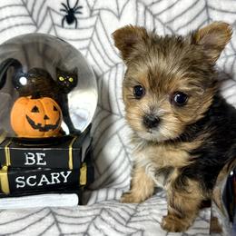 Yorkshire Terrier Puppies from Prims Puppies LLC