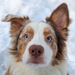 Remi - Australian Shepherd