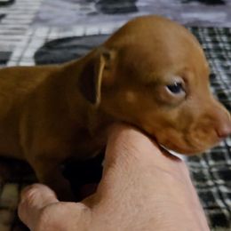 Boy 1 - Cream male Dachshund puppy in Edinburg, Virginia from Hunter Lane Dachshunds