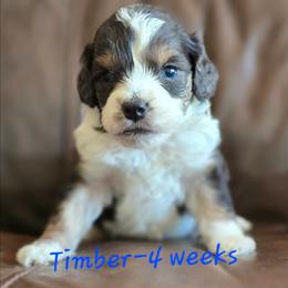 Storm - Brown merle male Aussiedoodle puppy in Redding, California from House Merrills Minis and Doodles