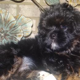 AKC CELICE - Black and tan female Lhasa Apso puppy in Fort Washington, Maryland from GyanGanj Lhasa Apso