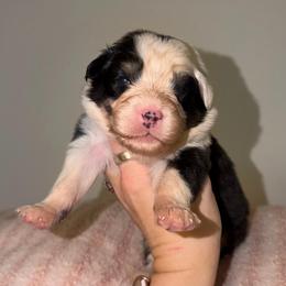 Chimichanga - Black tri-color female Australian Shepherd puppy in Anniston, Alabama from All Hale Aussies