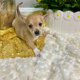 Fern - Fawn female Chihuahua puppy in Winston Salem, North Carolina from LaythStone