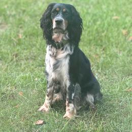 Ellie Mae - English Springer Spaniel