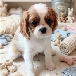 Caramel - Blenheim female Cavalier King Charles Spaniel puppy in Dallas, Texas from Holliday Cavalier King Charles Spaniels