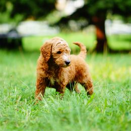Aspen - Red  female Goldendoodle puppy in Washington from Doodle Love