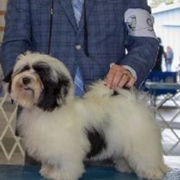 Golden Retrievers and Havanese from TeddyBear Goldens and Confetti Havanese