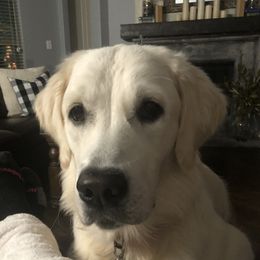 Bonnie - Golden Retriever