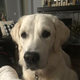 Bonnie - Golden Retriever