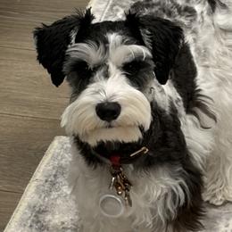 Miniature Schnauzers from 92882 Schnauzerville