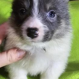 American Corgis and Pembroke Welsh Corgis from L2H Colorful Corgi's