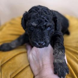 Peter - Phantom male Goldendoodle puppy in Decatur, Tennessee from Diamond's Doodles