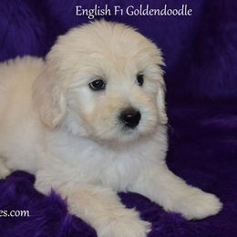 "English Goldendoodle Puppy from Moss Creek Goldendoodles" Goldendoodle and Schnoodle Puppies from Moss Creek Goldendoodles