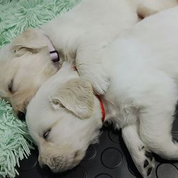 Golden Retriever Puppies from Sleepy Morning Goldens