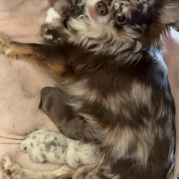 Chihuahua puppies from Casey's Chihuahuas