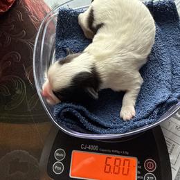 Sami - Black and white male Havanese puppy in Hudson, New York from Havanese of Claverack and Hudson Valley Labradors