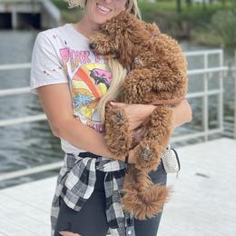 Lola - Goldendoodle
