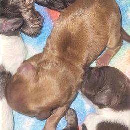 Chevy - Dapple male Dachshund puppy in Antlers, Oklahoma from MoMo's Dachshunds