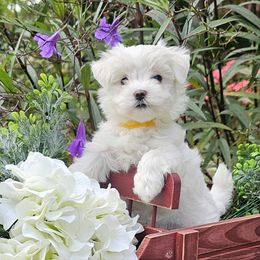 Yellow Collar Girl - White female Maltese puppy in Guyton, Georgia from Fluff Town Puppies, LLC