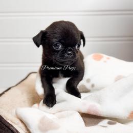 Frankie - Black male Pug puppy in Shady Hills, Florida from Premium Pugs
