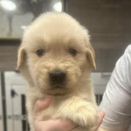 Brown Boy - Golden male Golden Retriever puppy in Sarasota, Florida from Chevaline Goldens