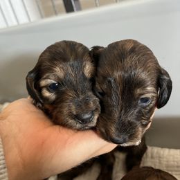 Girl 2 - Brindle female Dachshund puppy in Benton City, Washington from DOXA Miniature Dachshunds