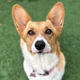 Loafie - Pembroke Welsh Corgi