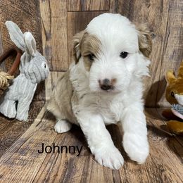 Aussiedoodle, Cavapoo, Cockapoo, and Pembroke Welsh Corgi Puppies from Cobbs Creek Canines