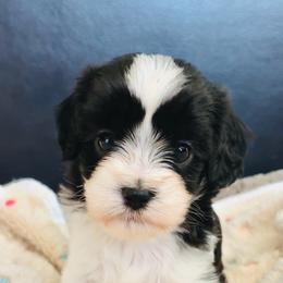 Ziggy Stardust - Black and white male Cavatzu puppy in Merced, California from Charming Woofs